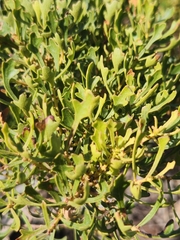 Morella quercifolia