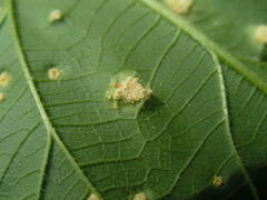 Puccinia urticata