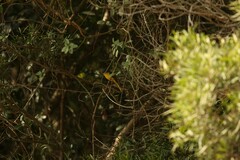 Pericrocotus solaris