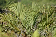 Butia catarinensis