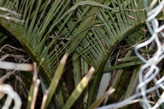Butia catarinensis