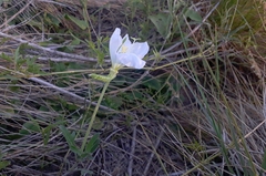 Oenothera centaurifolia