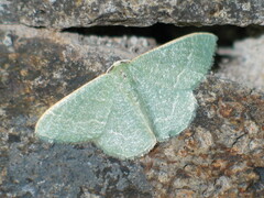 Phaiogramma etruscaria