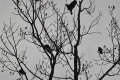 Sturnus vulgaris
