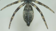 Salticus