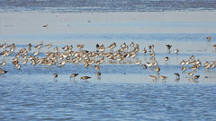 Charadriiformes