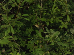 Acrocephalus dumetorum