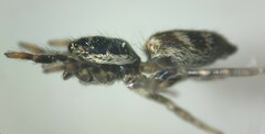 Salticus