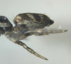 Salticus