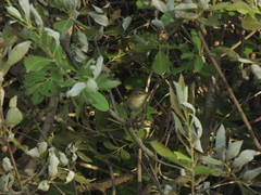 Acrocephalus dumetorum