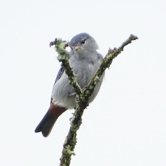 Conirostrum speciosum