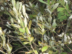 Acrocephalus dumetorum