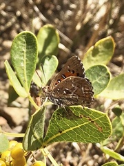 Aloeides thyra thyra