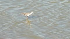 Charadriiformes