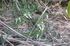 Teucrium cubense