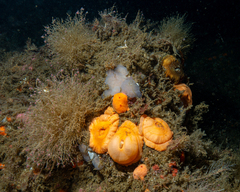 Aplousobranchia