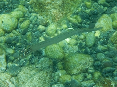 Aulostomus strigosus