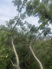 Ficus abutilifolia