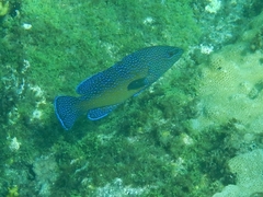 Cephalopholis taeniops