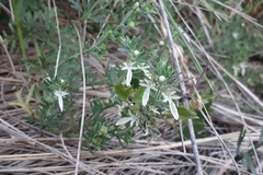 Teucrium cubense