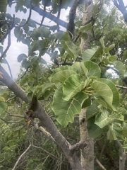 Ficus abutilifolia