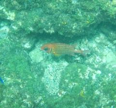 Sargocentron hastatum