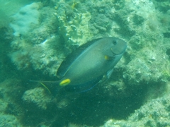 Acanthurus monroviae