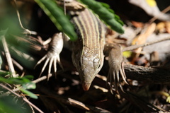 Pholidoscelis chrysolaemus