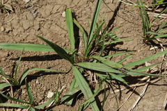 Curculigo orchioides