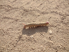 Hyles livornica