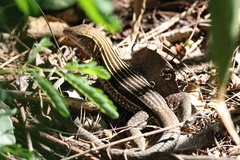 Pholidoscelis chrysolaemus