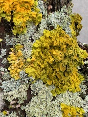 Xanthoria
