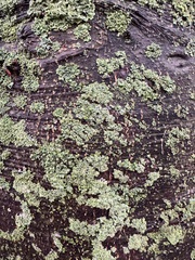 Physcia millegrana