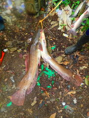 Heterobranchus longifilis