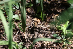 Pholidoscelis chrysolaemus