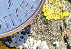Candelaria concolor