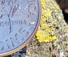 Candelaria concolor