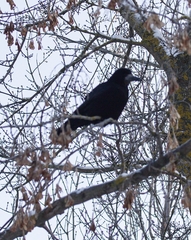 Corvus frugilegus