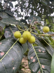 Ehretia latifolia