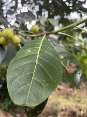 Ehretia latifolia