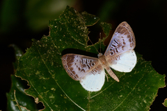 Livendula violacea