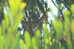 Phacellodomus striaticollis