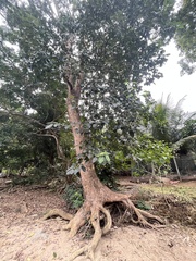 Ehretia latifolia