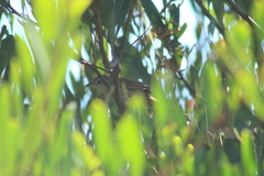 Phacellodomus striaticollis