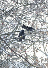 Corvus monedula