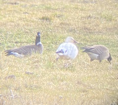 Branta hutchinsii leucopareia