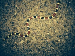 Micruroides euryxanthus