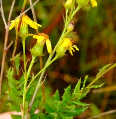 Senecio dissidens