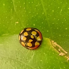 Cheilomenes sulphurea