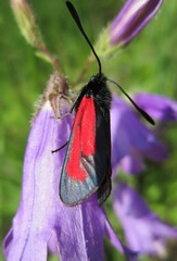 Zygaena purpuralis